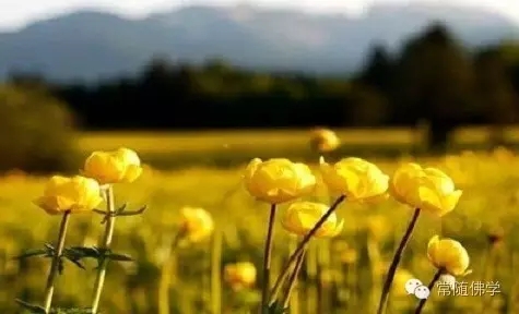 承认自己愚痴就是一种智慧 承认自己愚痴就是一种智慧