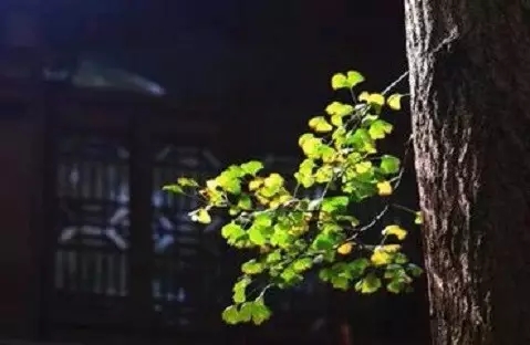 ����Գ����������������£�