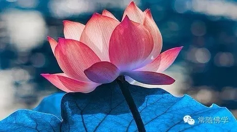 生起不好的心念别压制_要这样做 生起不好的心念别压制_要这样做