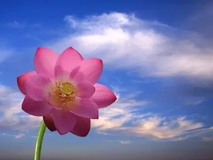 �����Ȼǫ������