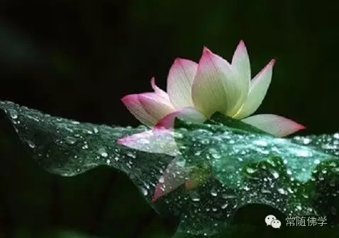 远离奢侈与受苦两个极端 远离奢侈与受苦两个极端