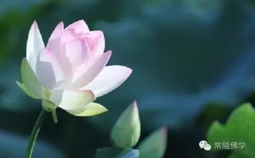 千万莫将“恒顺众生”和“亲近恶友”混为一谈! 千万莫将“恒顺众生”和“亲近恶友”混为一谈!