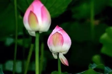 ѧ�������ѧ�ߵ�������ʲô��