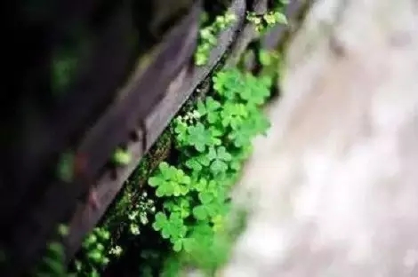 ӵ���澳���ܸ�������