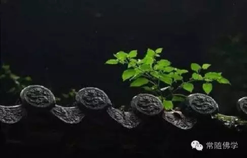 修行却在平常中 修行却在平常中