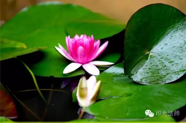 ӡ���ʦ��Ůҽ���Ŀ�ʾ