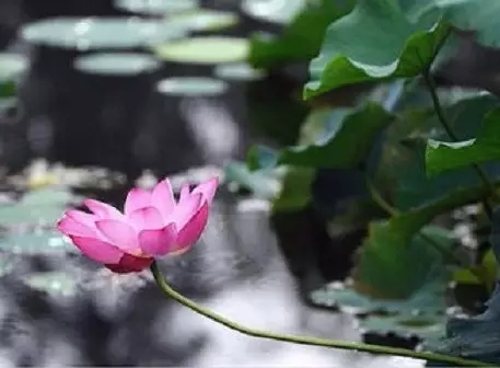 对于禅机的参悟需要一颗玲珑的禅心 对于禅机的参悟需要一颗玲珑的禅心