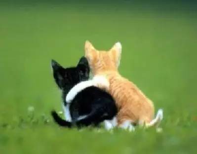 真心的友谊不是情感的交换 真心的友谊不是情感的交换