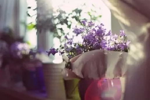 如何不执着于爱的烦恼? 如何不执着于爱的烦恼?