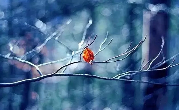 �������޳�