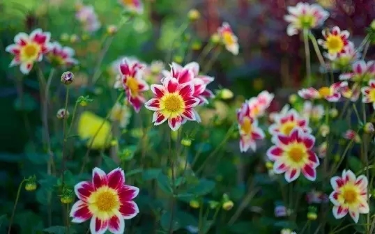 念佛或诵经怎样做才能够功夫成片? 念佛或诵经怎样做才能够功夫成片?