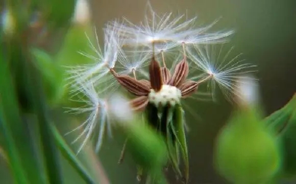 如何亲近师长、善知识? 如何亲近师长、善知识?