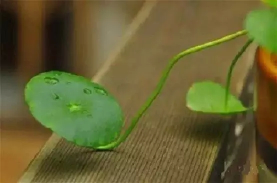 真正低调的人 真正低调的人