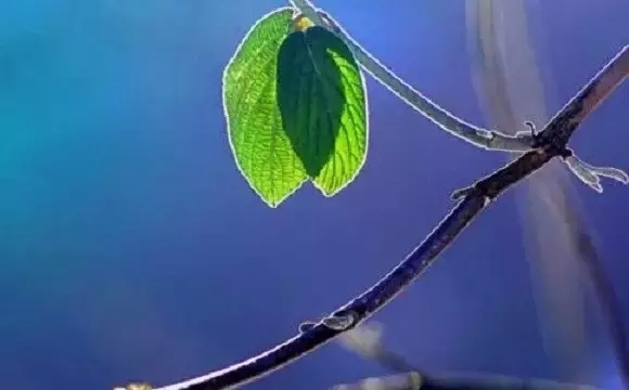 生死之间:我们从哪来_又到哪去? 生死之间:我们从哪来_又到哪去?