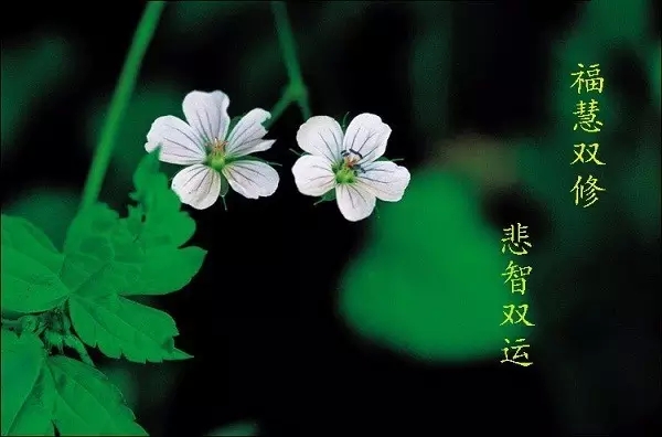 为什么要福慧双修? 为什么要福慧双修?