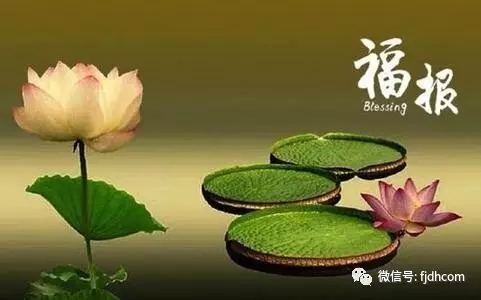 ���ǻ۵��˰Ѹ������ڷ����У�����������