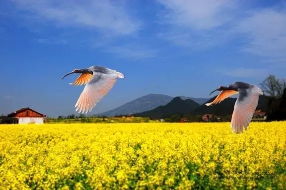 怎样做到随遇而安? 怎样做到随遇而安?