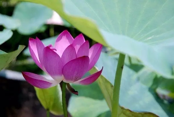 ���·ֱ���