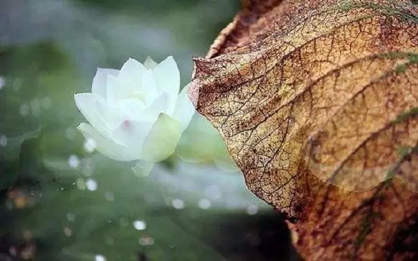 提起与放下 提起与放下