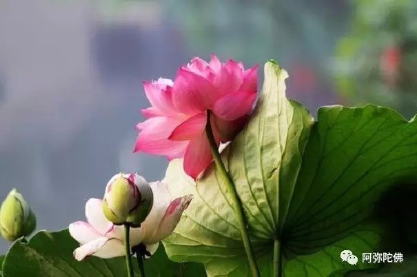 往生的真信愿和福德资粮 往生的真信愿和福德资粮