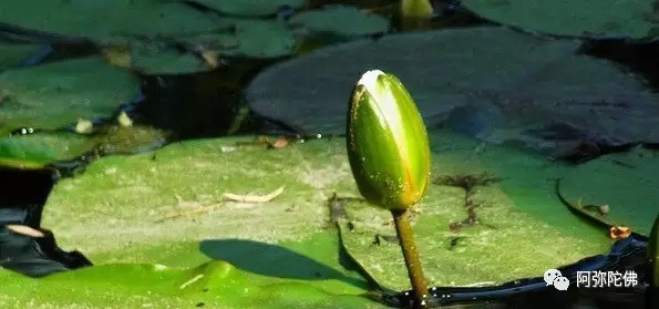 我都学佛了,怎么还头痛呢? 我都学佛了,怎么还头痛呢?
