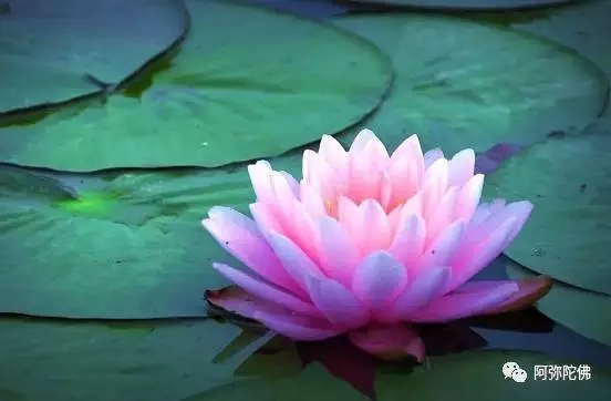 ֻ������Ϊ���������淴�����أ�