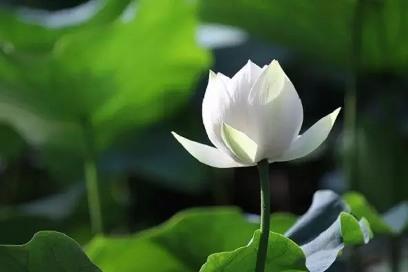 ���Ⱞ���������ַ���