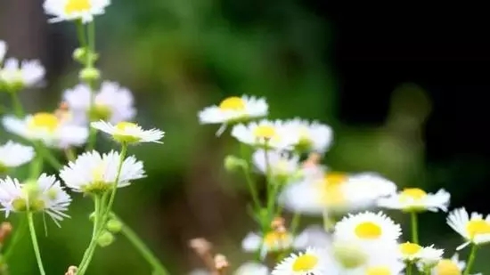 印光法师:各宜精进,无负初心 印光法师:各宜精进,无负初心