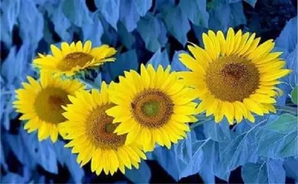 佛法助力职场:工作如何不手忙脚乱 佛法助力职场:工作如何不手忙脚乱