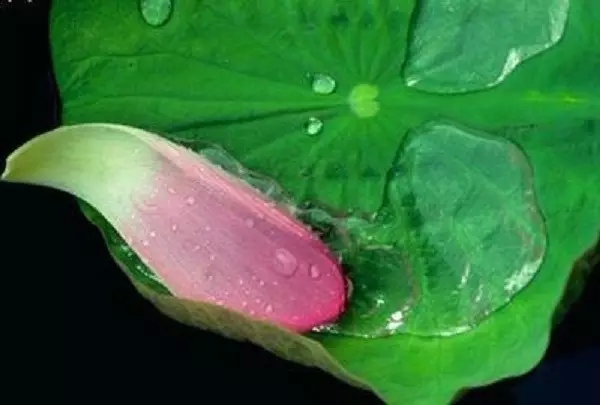 �����ĸ���Ϊʲô���ȶ����Ƿ�����������