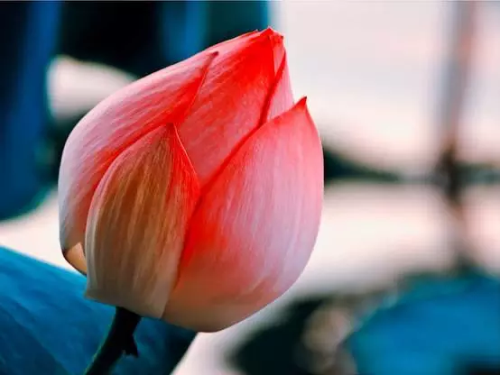 һ����ͨ�ķ�����εõ��ͷ�һ���Ĺ��£�