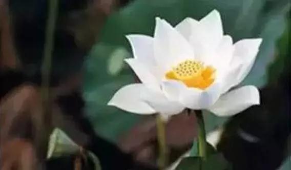 �����ľ���_����һ�Ÿɸɾ�������