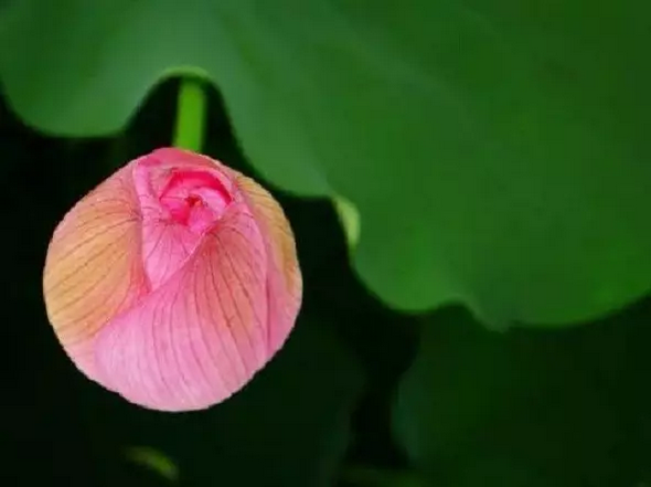 学佛最重要的是什么? 学佛最重要的是什么?