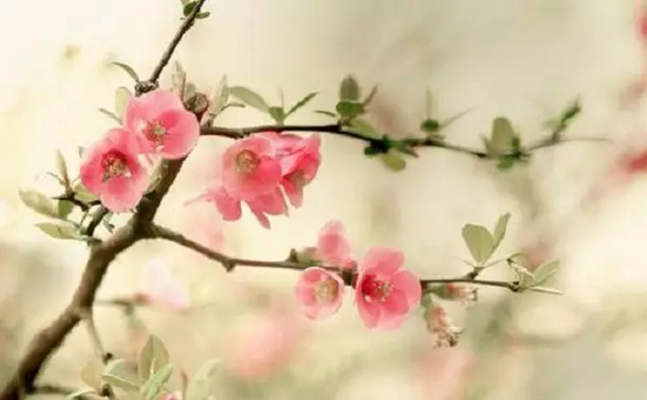 ƽ��ȴ�ֲ�ƽ���������