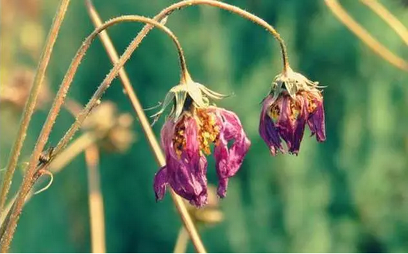 为何很多学佛人的家庭并不和睦? 为何很多学佛人的家庭并不和睦?