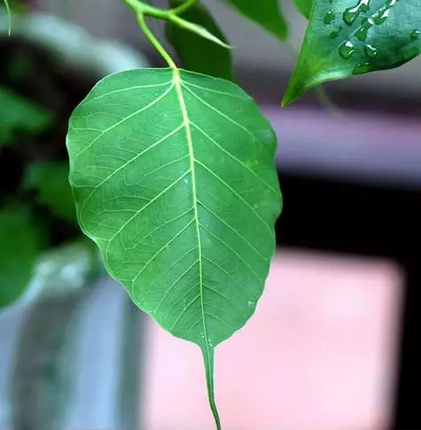 学佛修行不是学知识_而是学智慧! 学佛修行不是学知识_而是学智慧!