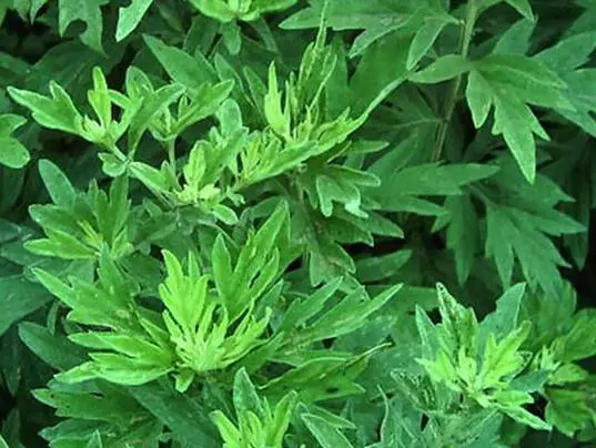 ��˵ũ�������׳ƶ���