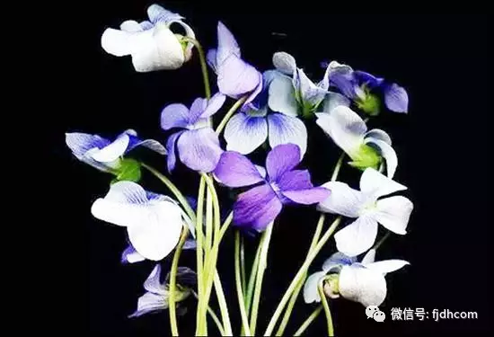 �Ѽ�ͥ��Ϊ���еĵ��������������ᵽ���еĿ��֣�