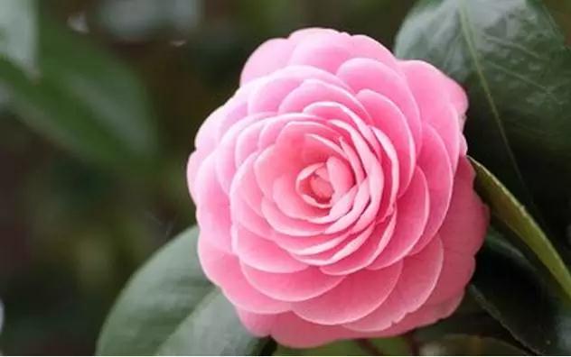 佛弟子可以离婚吗?_恶报会不会接踵而至? 佛弟子可以离婚吗?_恶报会不会接踵而至?