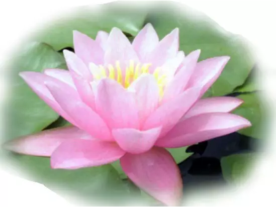 有钱是福报无钱是智慧 有钱是福报无钱是智慧