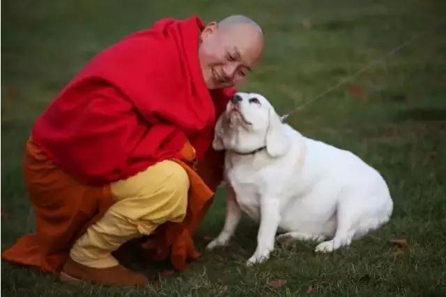 别说“猪笨”!_每个生命都富有灵性 别说“猪笨”!_每个生命都富有灵性