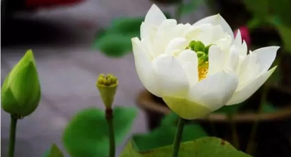 �����ҵ��_Ϊ�θ�ɮ��»����в���