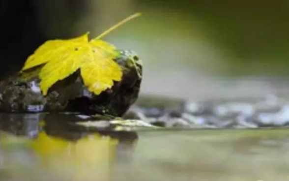 ��һƬ�޷��������ľ�Ҷ