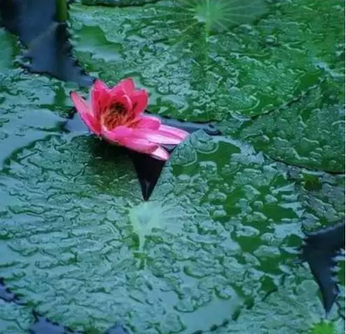 ��͸����������