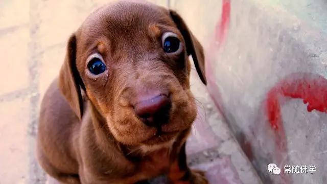 以智慧为指引,如法放生 以智慧为指引,如法放生