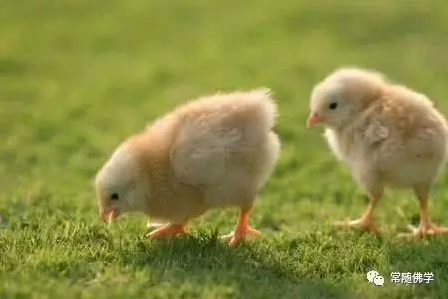以智慧为指引,如法放生 以智慧为指引,如法放生