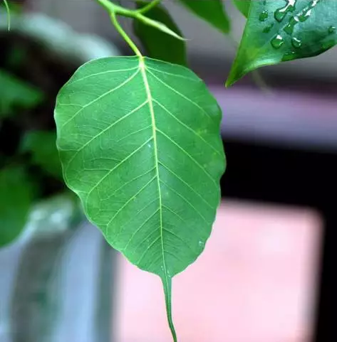 �������ǻ�