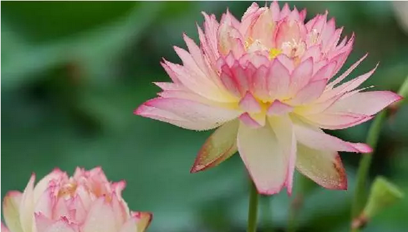 ��δ���ѧ����δѧ����֮�������ì�ܣ�