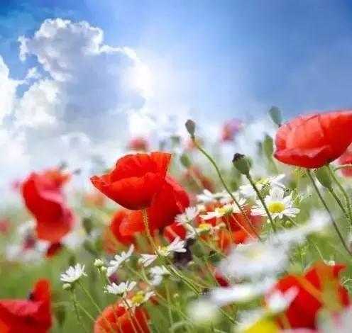 把执着的笼子拆掉 把执着的笼子拆掉