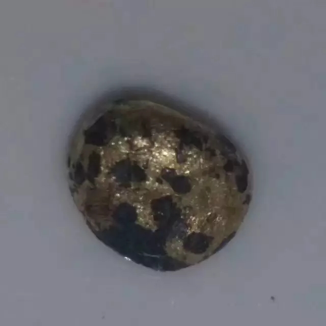 ����������˰��ˡ��������µ�����ʦ������ʵ